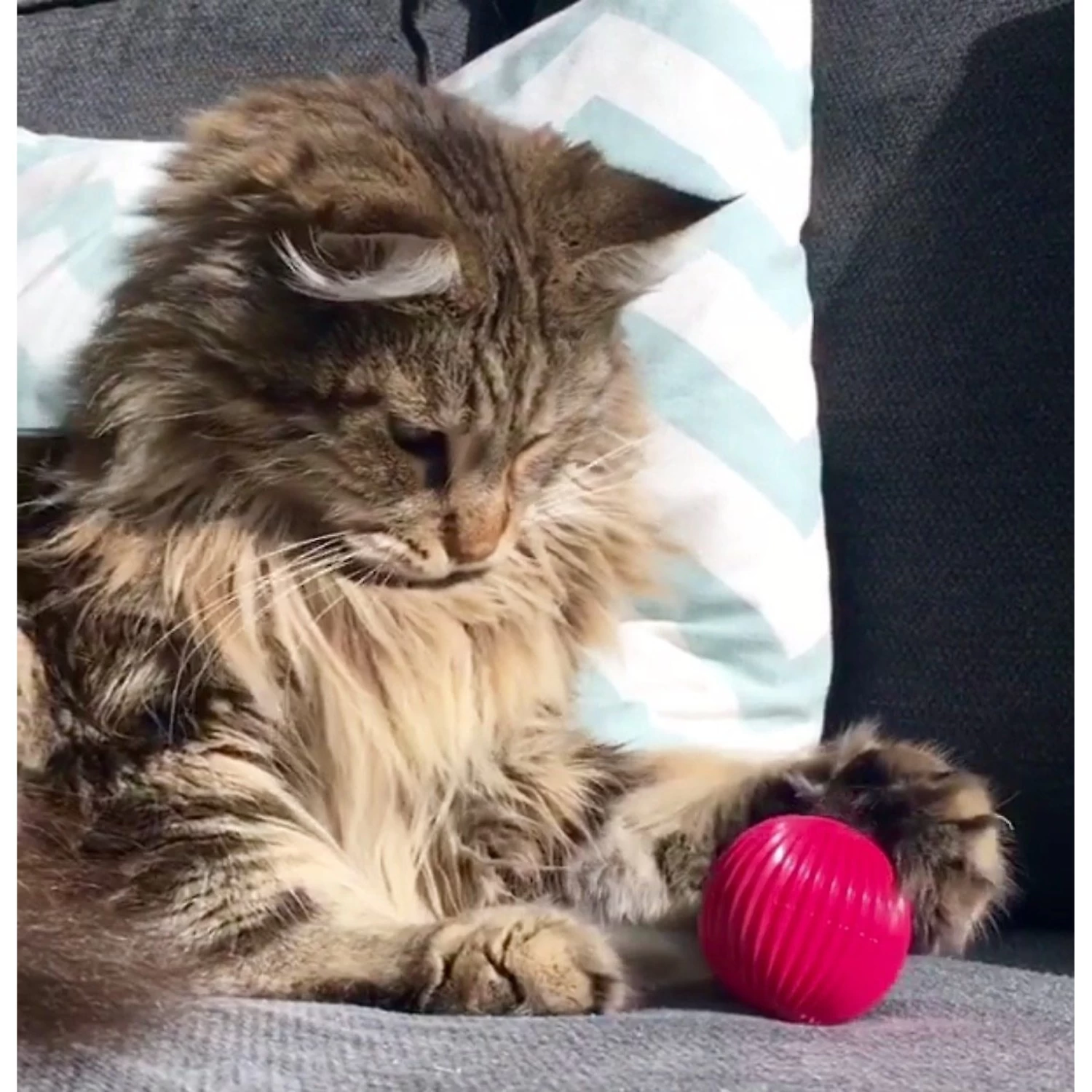 Pet Qwerks Babble Ball Kitten Toy With Catnip 5 Pet Qwerks Babble Ball Kitten Toy With Catnip - Image 3