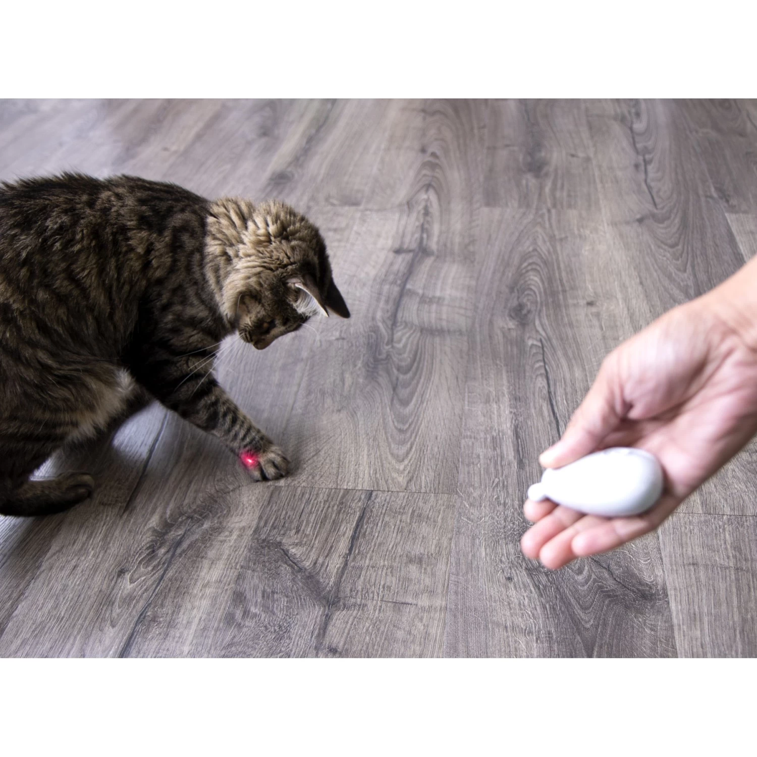 SmartyKat Loco Laser Cat Toy, Color Varies 11 SmartyKat Loco Laser Cat Toy, Color Varies - Image 9