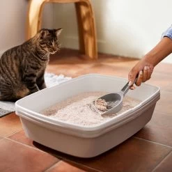 Frisco Natural Unscented Clumping Grass Cat Litter -Cat Products Store 132396 PT4. AC SS1800 V1659023512