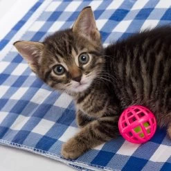 Hartz Just For Cats Toy Variety Pack, 13 Count -Cat Products Store 139111 PT5. AC SS1800 V1589230999