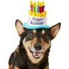 Frisco Birthday Cake Dog & Cat Hat -Cat Products Store 139518 MAIN. AC SS1800 V1540401491