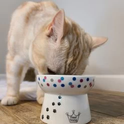 Necoichi Raised Cat Food Bowl, Colorful Dots -Cat Products Store 169388 PT5. AC SS1800 V1649347000