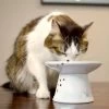 Necoichi Extra Wide Ceramic Elevated Cat Food Bowl, 2-cup 1 Necoichi Extra Wide Ceramic Elevated Cat Food Bowl, 2-cup -Cat Products Store 183502 MAIN. AC SS1800 V1698854493