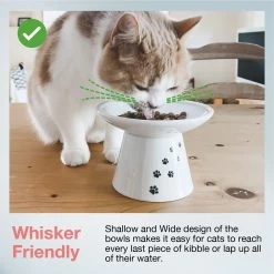 Necoichi Extra Wide Ceramic Elevated Cat Food Bowl, 2-cup -Cat Products Store 183502 PT2. AC SS1800 V1698867551