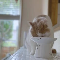 Necoichi Extra Wide Ceramic Elevated Cat Food Bowl, 2-cup -Cat Products Store 183502 PT7. AC SS1800 V1698866515