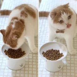Necoichi Extra Wide Ceramic Elevated Cat Food Bowl, 2-cup -Cat Products Store 183502 PT8. AC SS1800 V1698854460