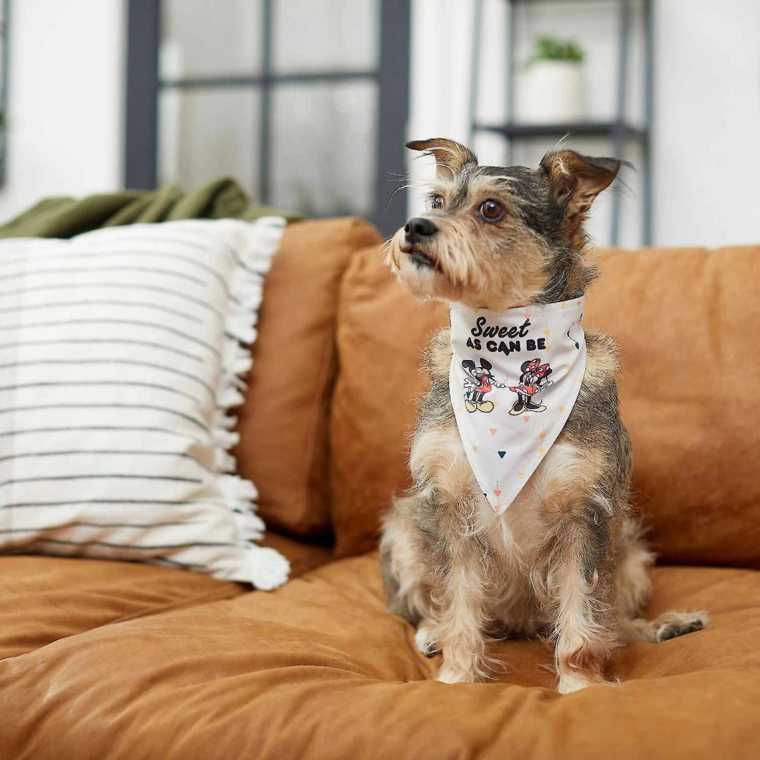 Disney Mickey Mouse & Minnie Mouse "Sweet As Can Be" Reversible Dog & Cat Bandana 8 Disney Mickey Mouse & Minnie Mouse "Sweet As Can Be" Reversible Dog & Cat Bandana - Image 6