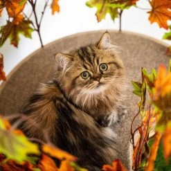 On2Pets 60-in Large Square Modern Cat Tree 14 On2Pets 60-in Large Square Modern Cat Tree -Cat Products Store 220362 PT5. AC SS1800 V1671118352