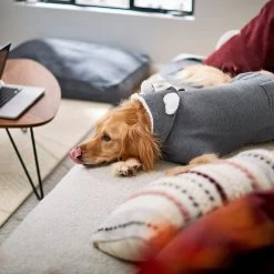 Frisco Bear Hooded Dog & Cat Sweater 15 Frisco Bear Hooded Dog & Cat Sweater -Cat Products Store 223786 PT7. AC SS1800 V1599566227