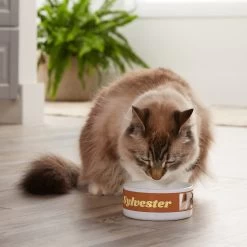 Frisco Playful Kitty Ceramic Personalized Cat Bowl, 1-cup, 8oz -Cat Products Store 250841 PT3. AC SS1800 V1610755212