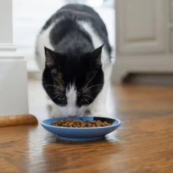 Frisco Cat Face Non-skid Ceramic Cat Dish, Blue -Cat Products Store 256101 PT3. AC SS1800 V1617130591