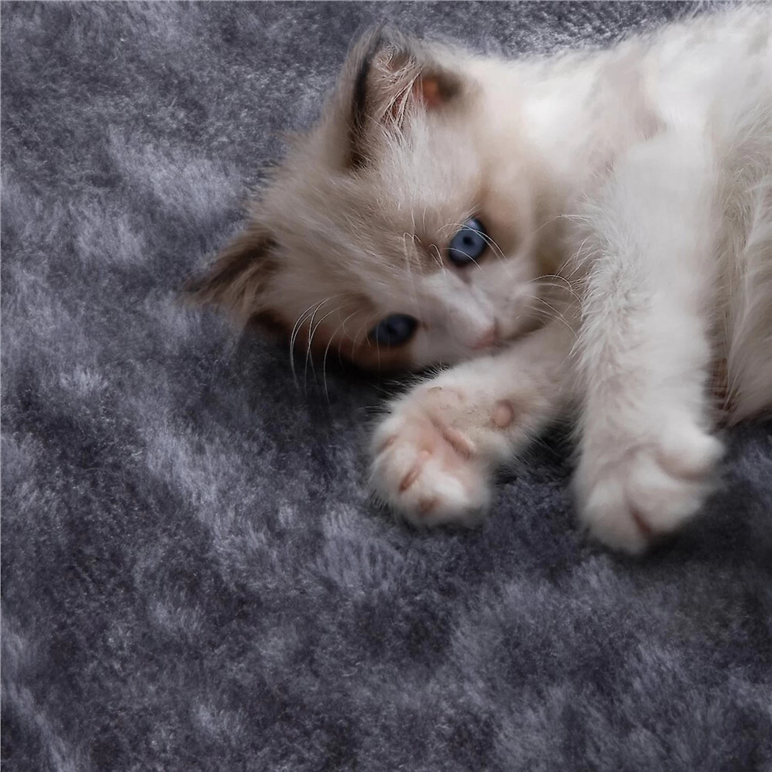 Yaheetech 54.5" H Multilevel Indoor Cat Tree & Condo 10 Yaheetech 54.5" H Multilevel Indoor Cat Tree & Condo - Image 8