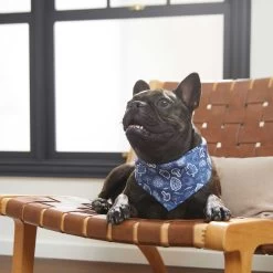 Frisco Fall Vibes Dog & Cat Bandana -Cat Products Store 267913 PT5. AC SS1800 V1637722289