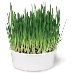 SmartyKat Sweet Greens & Catnip Caves Cat Toy With Catnip -Cat Products Store 269247 PT2. AC SS1800 V1639016235