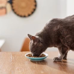 Pixar Finding Nemo Non-Skid Ceramic Cat Dish -Cat Products Store 291405 PT3. AC SS1800 V1633980066