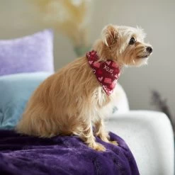 Frisco Love Letters Dog & Cat Bandana -Cat Products Store 292051 PT7. AC SS1800 V1702598609