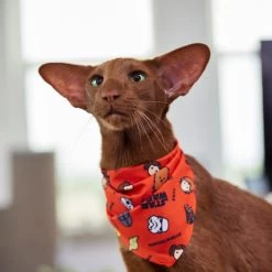 STAR WARS Pictogram Dog & Cat Bandana 15 STAR WARS Pictogram Dog & Cat Bandana -Cat Products Store 311873 PT8. AC SS1800 V1643322232