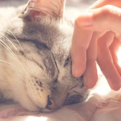 Pet Adobe Igloo Style Cat Tent -Cat Products Store 315018 PT4. AC SS1800 V1626391037