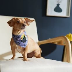 Disney Hocus Pocus Reversible Dog & Cat Bandana 13 Disney Hocus Pocus Reversible Dog & Cat Bandana -Cat Products Store 334706 PT8. AC SS1800 V1657656875