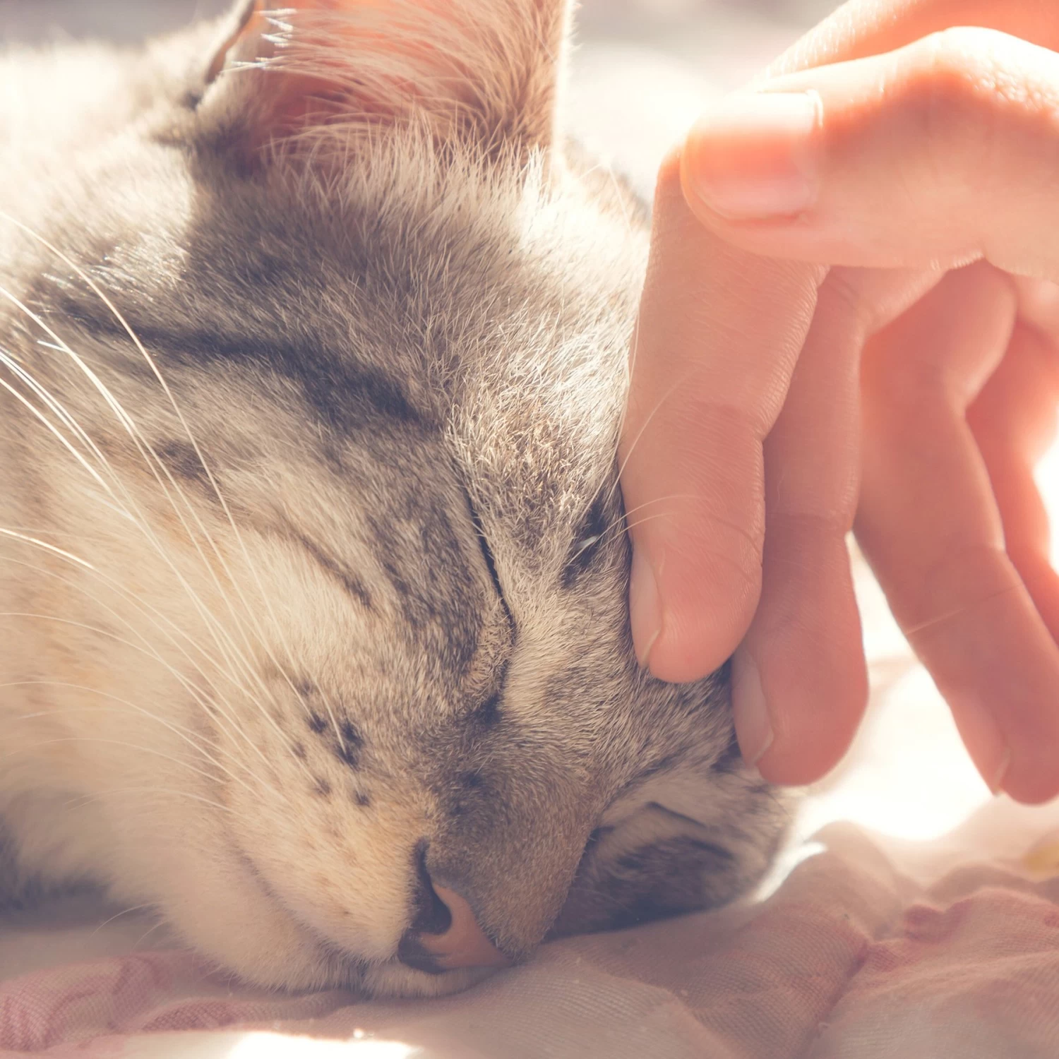 Pet Adobe Soft Enclosed Igloo Cat Bed 7 Pet Adobe Soft Enclosed Igloo Cat Bed - Image 5