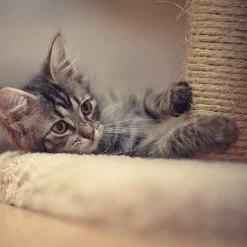 Pet Adobe 19-in Sisal Cat Tree & Condo -Cat Products Store 345039 PT4. AC SS1800 V1637279604