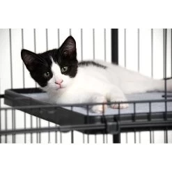 Prevue Pet Products Cat Cage Replacement Shelf 13 Prevue Pet Products Cat Cage Replacement Shelf -Cat Products Store 354652 PT2. AC SS1800 V1662060477