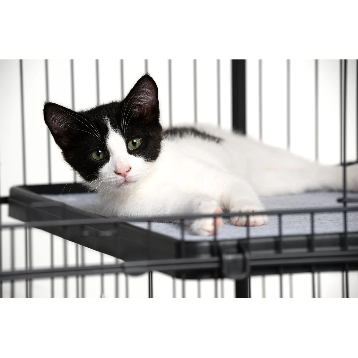 Prevue Pet Products Cat Cage Replacement Shelf 11 Prevue Pet Products Cat Cage Replacement Shelf - Image 9