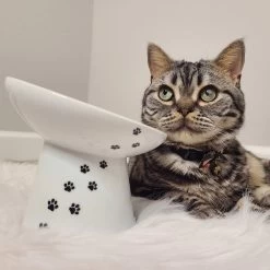 Necoichi Tilted Stress Free Raised Cat Food Bowl 17 Necoichi Tilted Stress Free Raised Cat Food Bowl -Cat Products Store 357117 PT7. AC SS1800 V1700515634