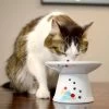 Necoichi Extra Wide Raised Cat Food Bowl -Cat Products Store 357119 MAIN. AC SS1800 V1657657126