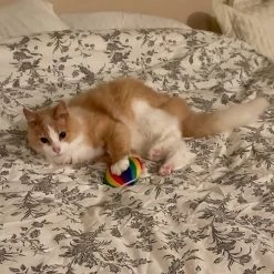 Meowijuana Get A Rise Balloon Refillable Plush Cat Toy With Catnip 9 Meowijuana Get A Rise Balloon Refillable Plush Cat Toy With Catnip -Cat Products Store 363610 PT3. AC SS1800 V1643906484