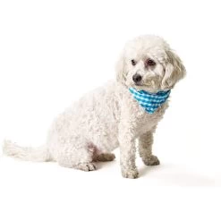 Boulevard Personalized Remy Gingham Dog Bandana -Cat Products Store 370168 PT6. AC SS1800 V1649369216
