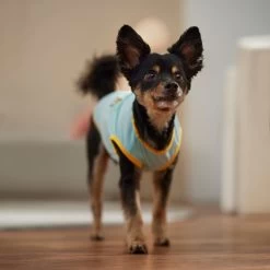 Frisco Just Another Day In Paradise Dog & Cat T-Shirt -Cat Products Store 556406 PT5. AC SS1800 V1675099506