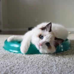 Bergan Scratcher Replacement Pads, 2 Count -Cat Products Store 64228 PT3. AC SS1800 V1673648560