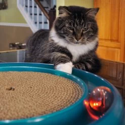 Bergan Replacement Twinkle Ball Cat Toy, Color Varies 9 Bergan Replacement Twinkle Ball Cat Toy, Color Varies -Cat Products Store 64234 PT2. AC SS1800 V1673648559