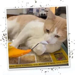 Meowijuana Refillable Get Hung Moon & Stars Cat Toy -Cat Products Store 696614 PT5. AC SS1800 V1669386751