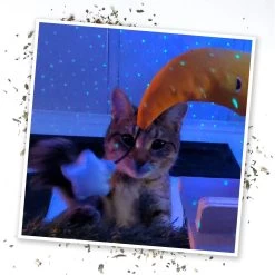 Meowijuana Refillable Get Hung Moon & Stars Cat Toy -Cat Products Store 696614 PT6. AC SS1800 V1669386776