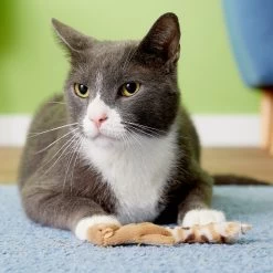 Ethical Pet Skinneeez Forest Creature Stuffing-Free Plush Cat Toy With Catnip, Color Varies 11 Ethical Pet Skinneeez Forest Creature Stuffing-Free Plush Cat Toy With Catnip, Color Varies -Cat Products Store 71305 PT8. AC SS1800 V1503351701