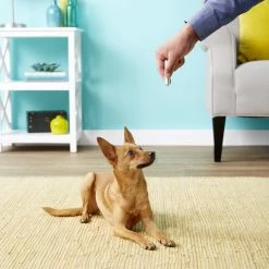 Ethical Pet Laser Exerciser Original 2 In 1 Dog & Cat Toy 14 Ethical Pet Laser Exerciser Original 2 In 1 Dog & Cat Toy -Cat Products Store 71427 PT4. AC SS1800 V1553880425