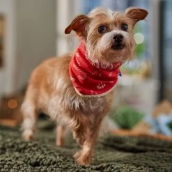 Frisco Reversible Candy Cane Cozy Knit Faux Fur Dog & Cat Pullover Bandana, 1 Count 14 Frisco Reversible Candy Cane Cozy Knit Faux Fur Dog & Cat Pullover Bandana, 1 Count -Cat Products Store 745294 PT6. AC SS1800 V1694794121