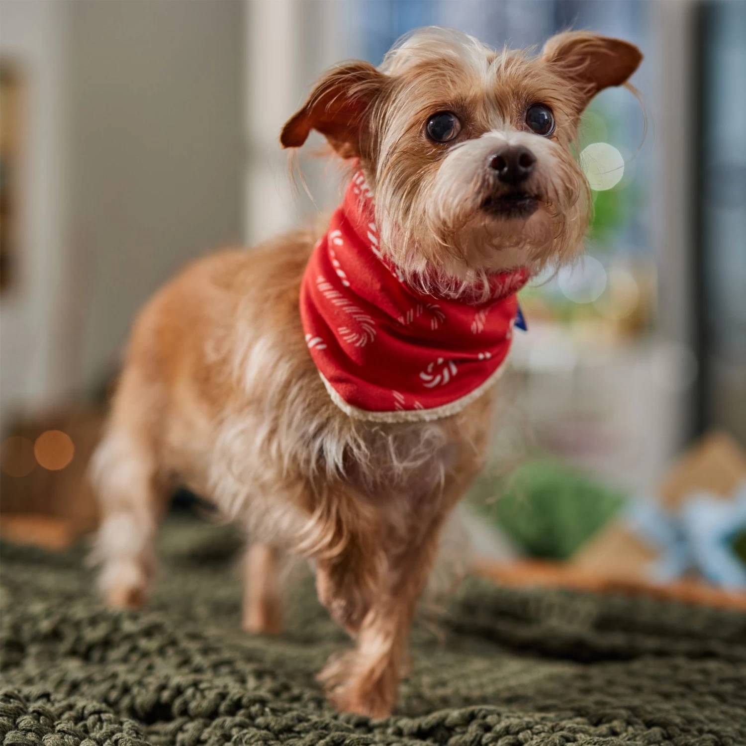 Frisco Reversible Candy Cane Cozy Knit Faux Fur Dog & Cat Pullover Bandana, 1 Count 8 Frisco Reversible Candy Cane Cozy Knit Faux Fur Dog & Cat Pullover Bandana, 1 Count - Image 6