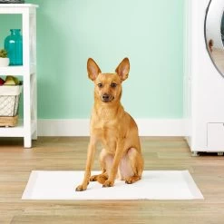 MidWest Dry Paws Training & Floor Protection Pads -Cat Products Store 74987 PT1. AC SS1800 V1558555380