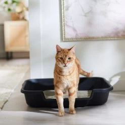 Arm & Hammer Litter Clump & Seal Multi-Cat Scented Clumping Clay Cat Litter 14 Arm & Hammer Litter Clump & Seal Multi-Cat Scented Clumping Clay Cat Litter -Cat Products Store 78026 PT3. AC SS1800 V1680789649