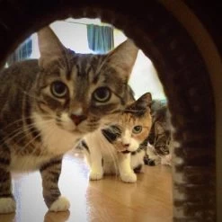 Cathole Cat Door With Brush -Cat Products Store 81990 PT4. AC SS1800 V1494265647