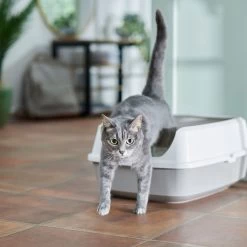 Frisco Open Top Cat Litter Box With Rim, Large & Frisco Plastic Litter Scooper With Caddy 12 Frisco Open Top Cat Litter Box With Rim, Large & Frisco Plastic Litter Scooper With Caddy -Cat Products Store 947526 PT1. AC SS1800 V1693921607