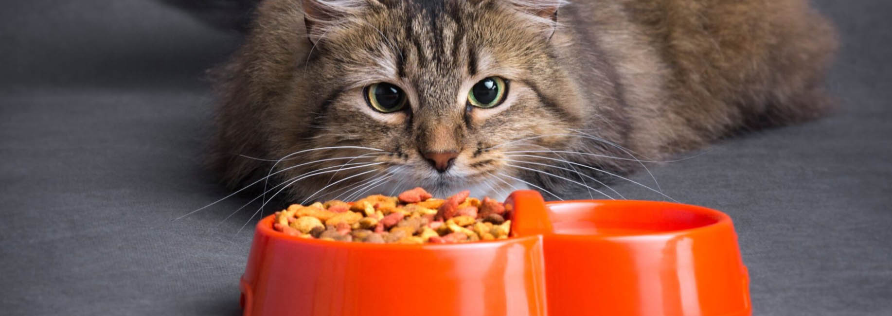 Cat Products Store -Cat Products Store FHFHSER